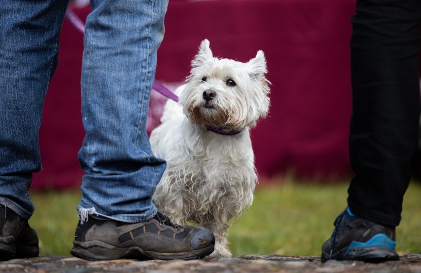 Hearing Dogs for the Deaf Sponsored Walk, Arley